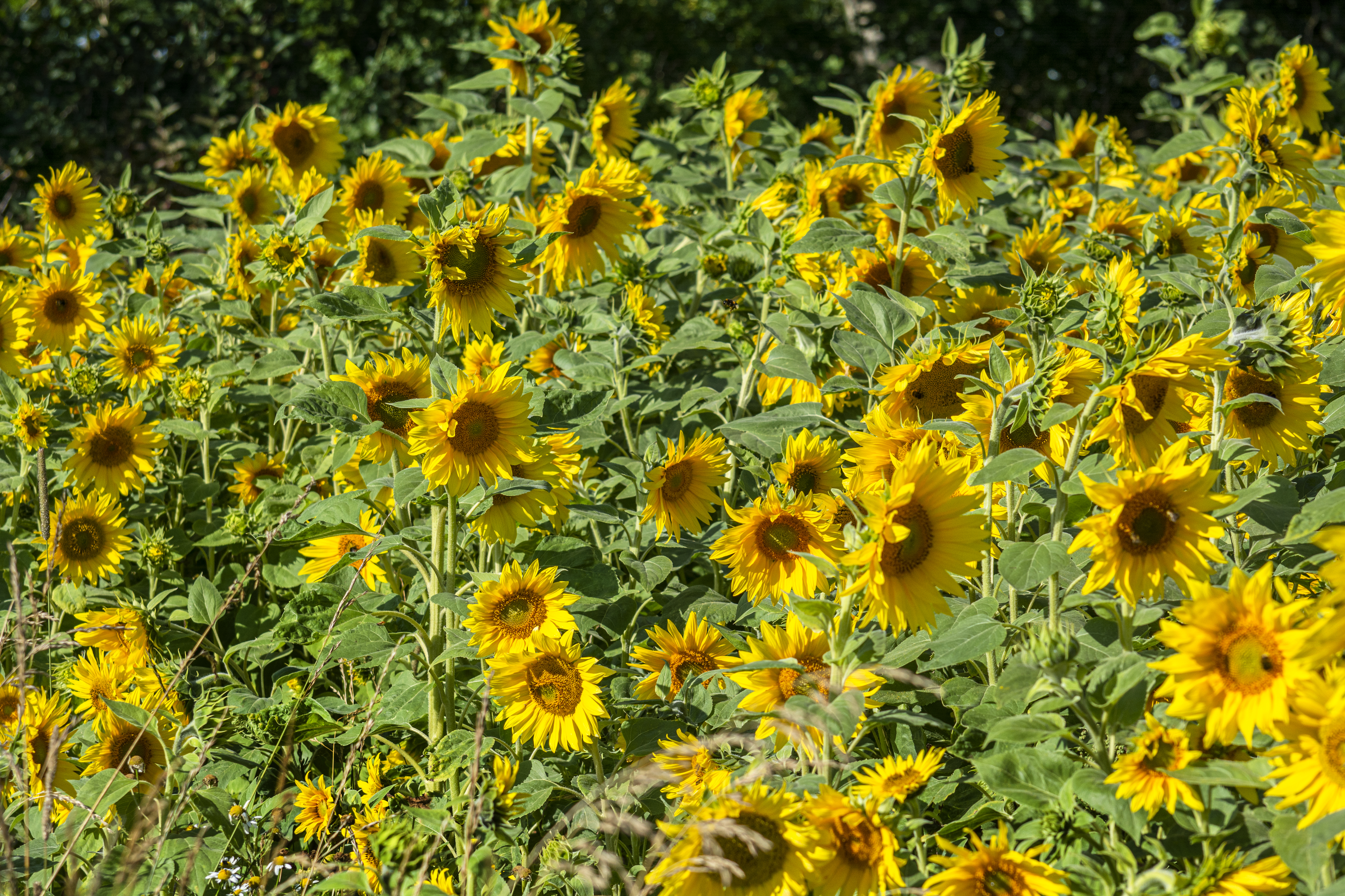 Ein Feld voller blühender Sonnenblumen 
